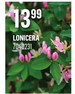Canac Lonicera offer