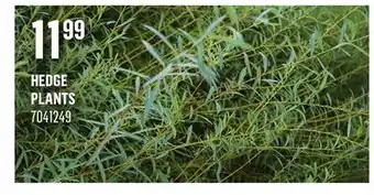 Canac Plantes pour haie offer