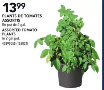RONA ASSORTED TOMATO PLANTS offer