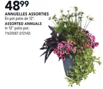 RONA ASSORTED ANNUALS offer
