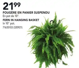 RONA FERN IN HANGING BASKET offer