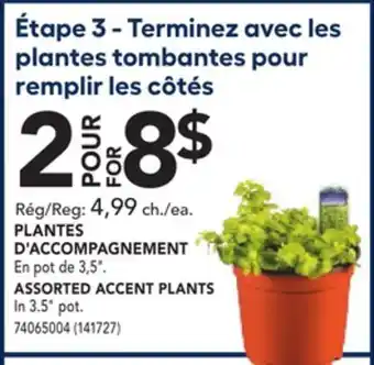 RONA ASSORTED ACCENT PLANTS offer