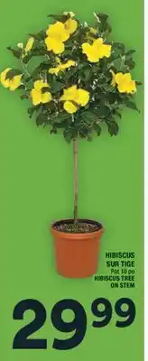 Super C HIBISCUS SUR TIGE | HIBISCUS TREE ON STEM offer