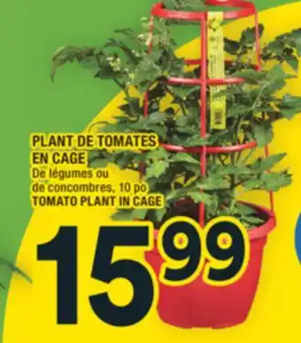 Super C PLANT DE TOMATES EN CAGE | TOMATO PLANT IN CAGE offer