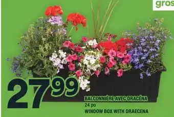 Super C BALCONNIÈRE AVEC DRACÉNA | WINDOW BOX WITH DRAECENA offer