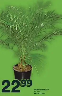 Super C PALMIER MAJESTY | MAJESTY PALM offer