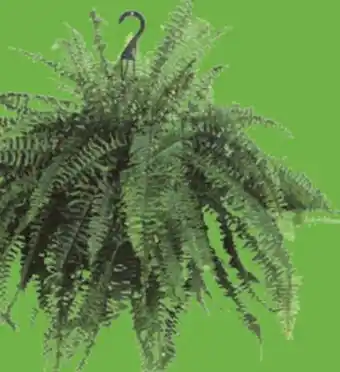 Super C FOUGÈRE SUSPENDUE | HANGING FERN offer