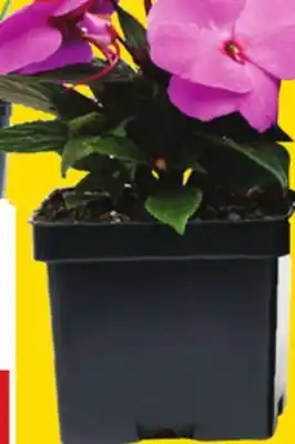 Giant Tiger 4 annuals offer