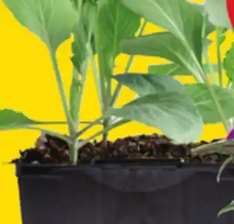 Giant Tiger 4 vegetable plants offer