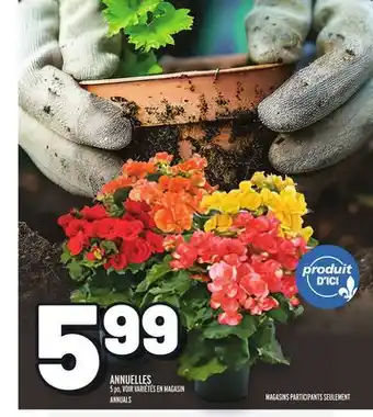 Metro ANNUELLES | ANNUALS offer