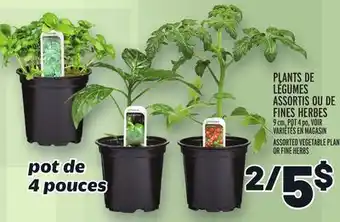Metro PLANTS DE LÉGUMES ASSORTIS OU DE FINES HERBES | ASSORTED VEGETABLE PLANT OR FINE HERBS offer