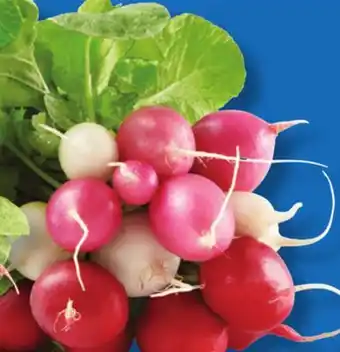 IGA MULTICOLOURED LEAF RADISHES offer