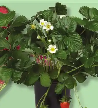 IGA STRAWBERRY PLANT offer