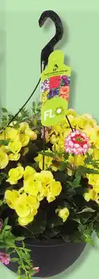 IGA FLORAL HANGING BASKET offer