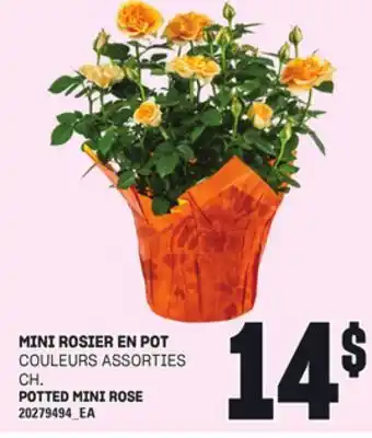 Provigo MINI ROSIER EN POT offer
