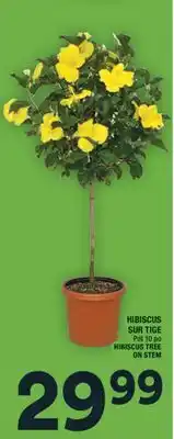 Super C HIBISCUS SUR TIGE | HIBISCUS TREE ON STEM offer