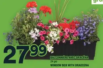 Super C BALCONNIÈRE AVEC DRACÉNA | WINDOW BOX WITH DRAECENA offer