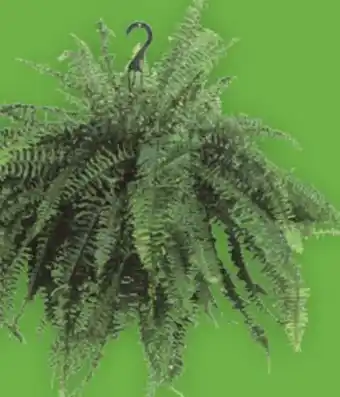 Super C FOUGÈRE SUSPENDUE | HANGING FERN offer