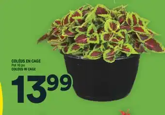 Super C COLÉUS EN CAGE | COLEUS IN CAGE offer