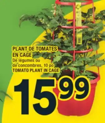 Super C PLANT DE TOMATES EN CAGE | TOMATO PLANT IN CAGE offer