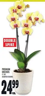 Metro DOUBLE SPIKE PREMIUM ORCHIDS offer