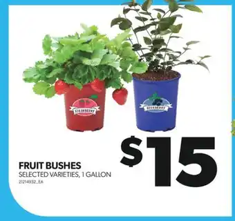 Real Canadian Superstore FRUIT BUSHES, 1 GALLON offer
