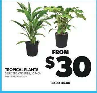 Real Canadian Superstore TROPICAL PLANTS, 10 INCH offer