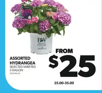 Real Canadian Superstore ASSORTED HYDRANGEA, 2 GALLON offer