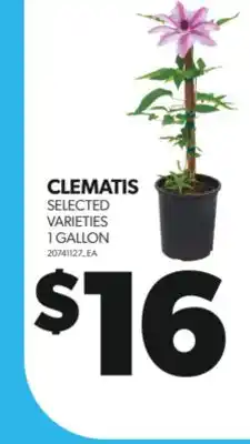 Real Canadian Superstore CLEMATIS, 1 GALLON offer