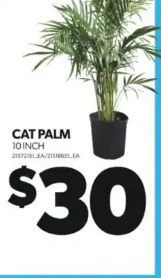 Real Canadian Superstore CAT PALM, 10 INCH offer