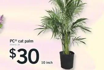 Fortinos PC CAT PALM, 10 INCH offer