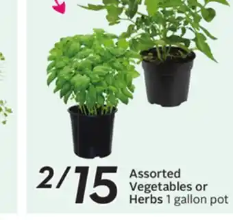 Sobeys Assorted Vegetables or Herbs offer