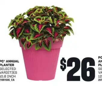 Loblaws PC ANNUAL PLANTER offer