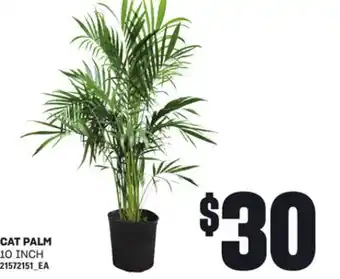 Loblaws CAT PALM CAT, 10 INCH offer