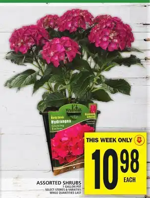 Food Basics ASSORTED SHRUBS offer