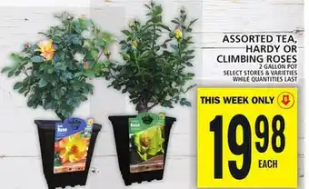 Food Basics ASSORTED TEA, HARDY OR CLIMBING ROSES offer