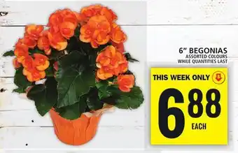 Food Basics 6 BEGONIAS offer
