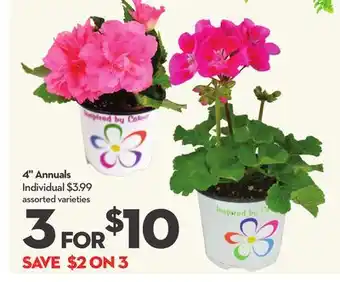 Longo's 4 Annuals offer