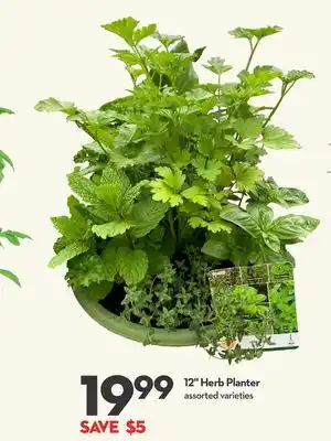 Longo's 12 Herb Planter offer