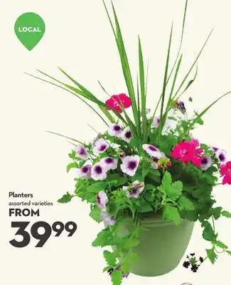 Longo's Planters offer