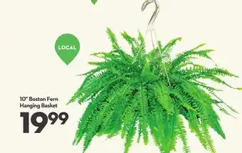 Longo's 10 Boston Fern Hanging Basket offer