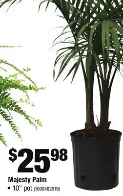 Home Depot Majesty Palm offer