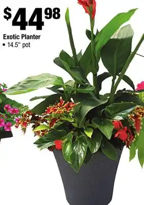 Home Depot Exotic Planter offer