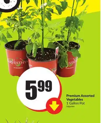FreshCo Premium Assorted 1 Gallon Pot offer