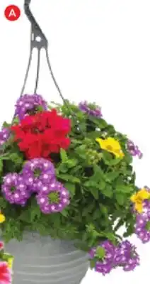 RONA ANNUALS IN 12 HANGING BASKET offer
