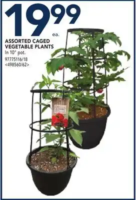 RONA ASSORTED CAGED VEGETABLE PLANTS offer