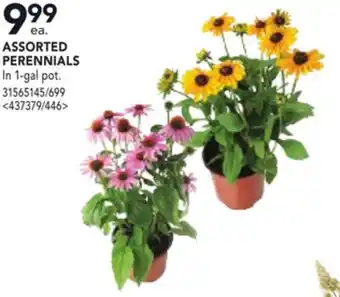 RONA ASSORTED PERENNIALS offer