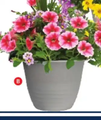 RONA ANNUALS IN 13 PLANTER offer