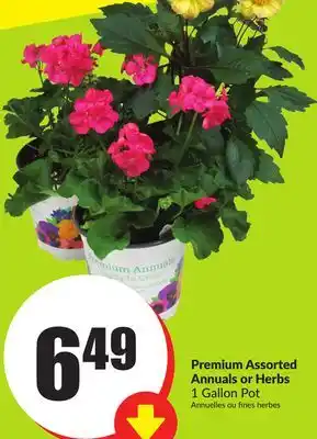 Chalo FreshCo Premium Assorted Annuals or Herbs offer