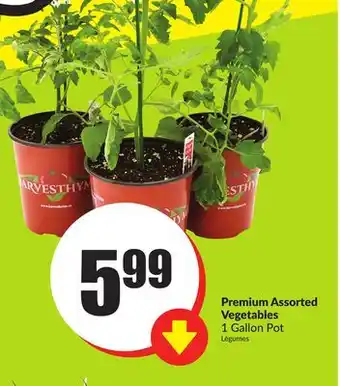 Chalo FreshCo Premium Assorted Vegetables 1 Gallon Pot offer